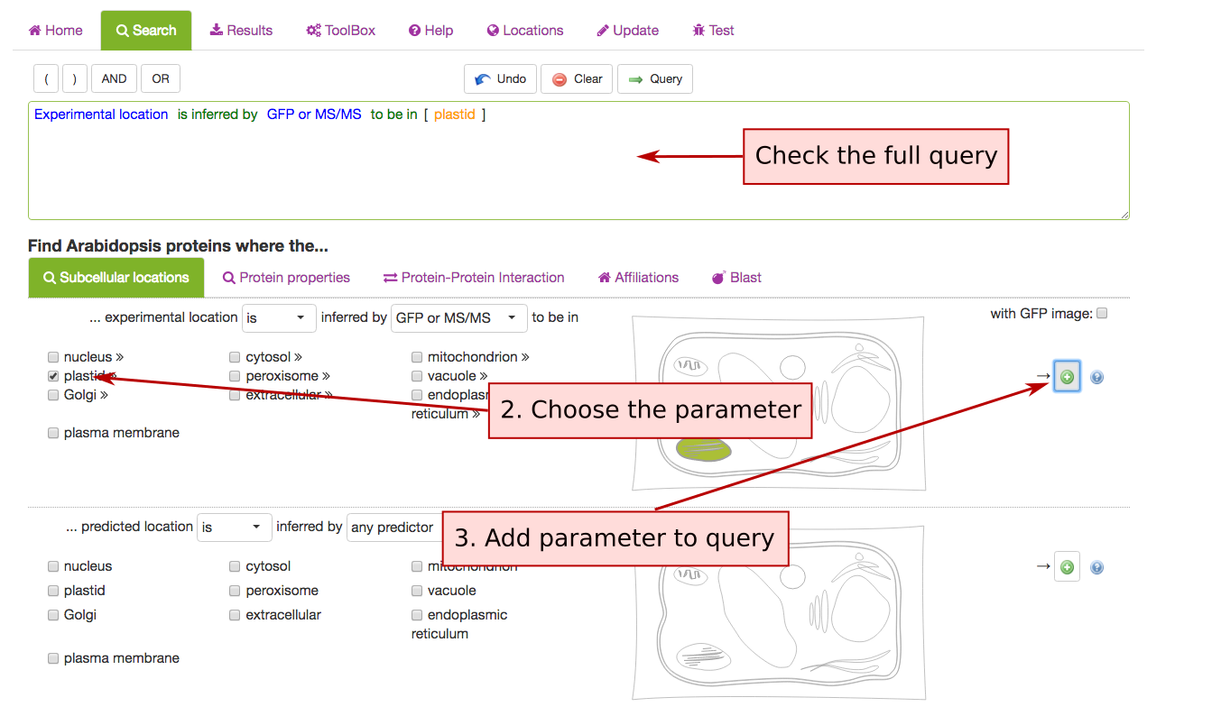 Subcellular location